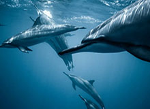 斯诺克武汉公开赛：肖国栋成功卫冕